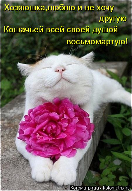 Котоматрица: Хозяюшка,люблю и не хочу другую Кошачьей всей своей душой восьмомартую!