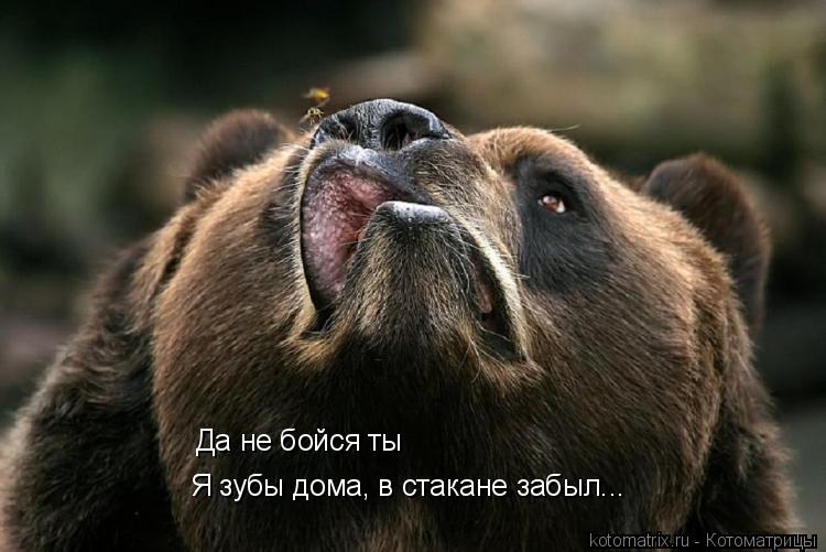 Да не бойся ты Я зубы дома, в стакане забыл...... Котоматрица: Да не бойся ты Я зубы дома, в стакане забыл...