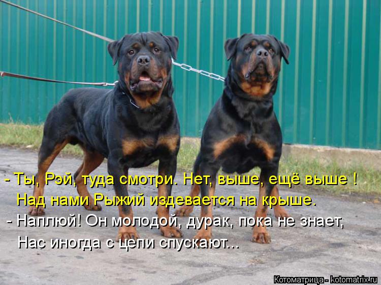 Котоматрица: Над нами Рыжий издевается на крыше. - Наплюй! Он молодой, дурак, пока не знает, Нас иногда с цепи спускают... - Ты, Рэй, туда смотри. Нет, выше, ещё
