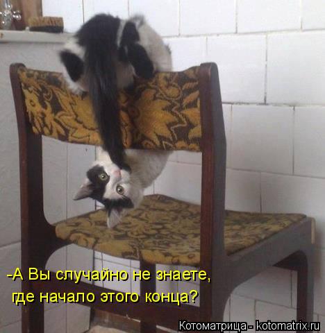 Котоматрица: -А Вы случайно не знаете,   где начало этого конца?