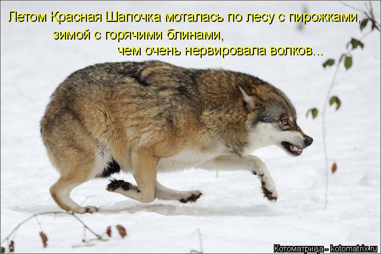 Котоматрица: Летом Красная Шапочка моталась по лесу с пирожками, зимой с горячими блинами, чем очень нервировала волков...