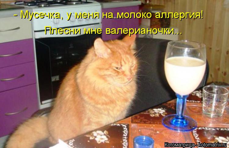 Котоматрица: - Мусечка, у меня на молоко аллергия! Плесни мне валерианочки...