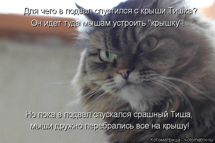 Котоматрица: Для чего в подвал спустился с крыши Тишка? Он идет туда мышам устроить "крышку"! мыши дружно перебрались все на крышу! Но пока в подвал спуска