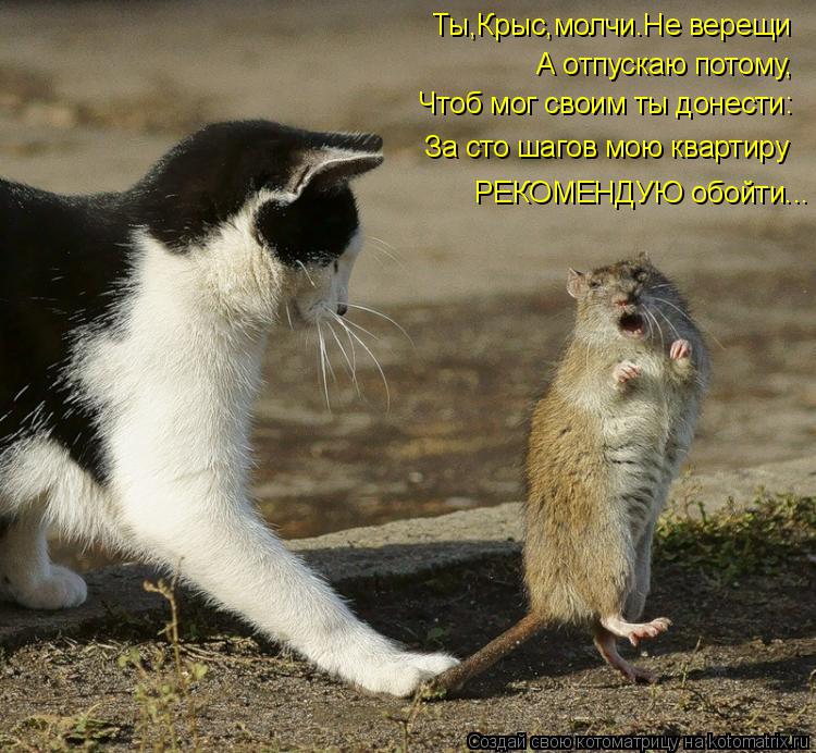 Ты,Крыс,молчи.Не верещи А отпускаю потому, Чтоб мог своим ты донести: За сто шагов мою квартиру РЕКОМ... Котоматрица: Ты,Крыс,молчи.Не верещи А отпускаю потому, Чтоб мог своим ты донести: За сто шагов мою квартиру РЕКОМЕНДУЮ обойти...