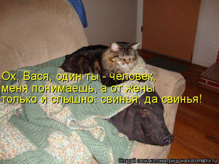 Ох, Вася, один ты - человек, только и слышно: свинья, да свинья! меня понимаешь, а от жены... Котоматрица: Ох, Вася, один ты - человек, только и слышно: свинья, да свинья! меня понимаешь, а от жены