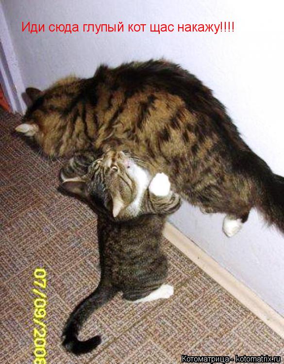 Иди сюда глупый кот щас накажу!!!!... Котоматрица: Иди сюда глупый кот щас накажу!!!!
