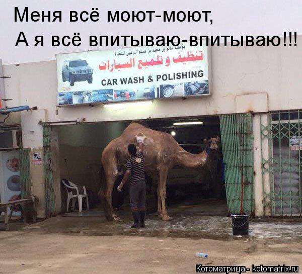 Меня всё моют-моют, А я всё впитываю-впитываю!!!... Котоматрица: Меня всё моют-моют, А я всё впитываю-впитываю!!!