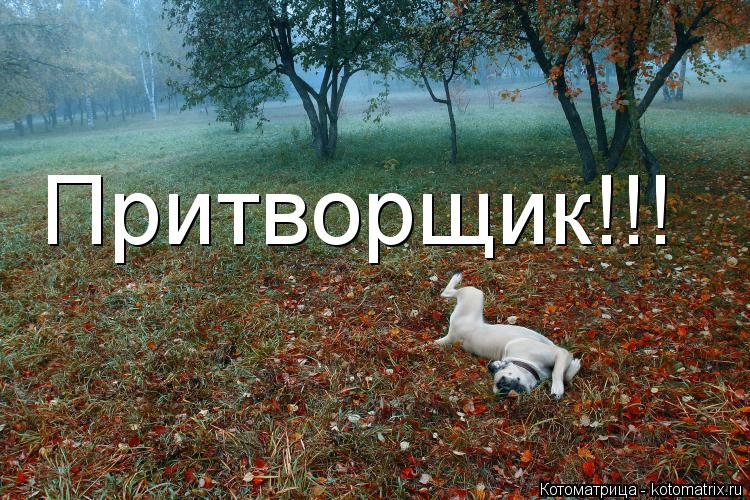 Притворщик!!!... Котоматрица: Притворщик!!!
