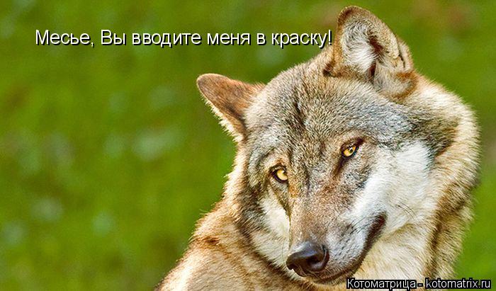 Месье, Вы вводите меня в краску!... Котоматрица: Месье, Вы вводите меня в краску!