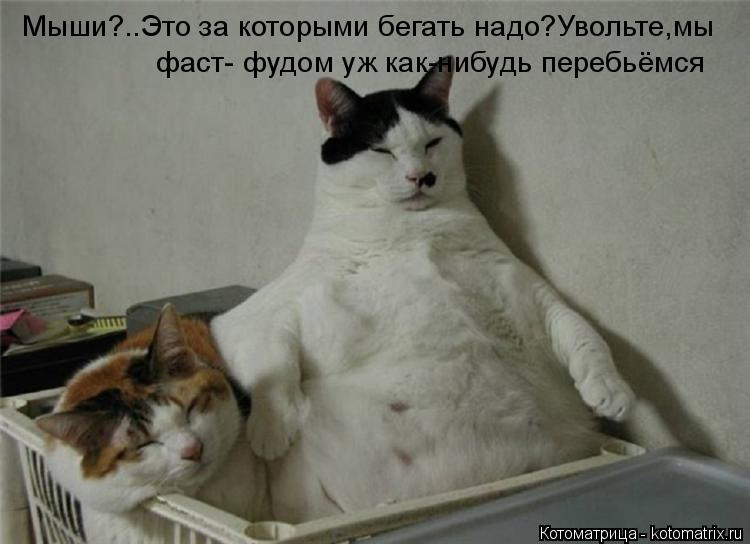 Котоматрица: Мыши?..Это за которыми бегать надо?Увольте,мы  фаст- фудом уж как-нибудь перебьёмся