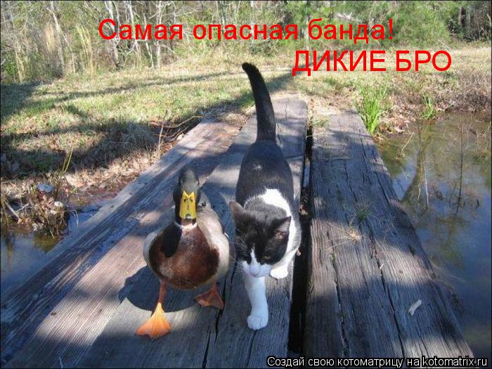 Котоматрица: Самая опасная банда! ДИКИЕ БРО