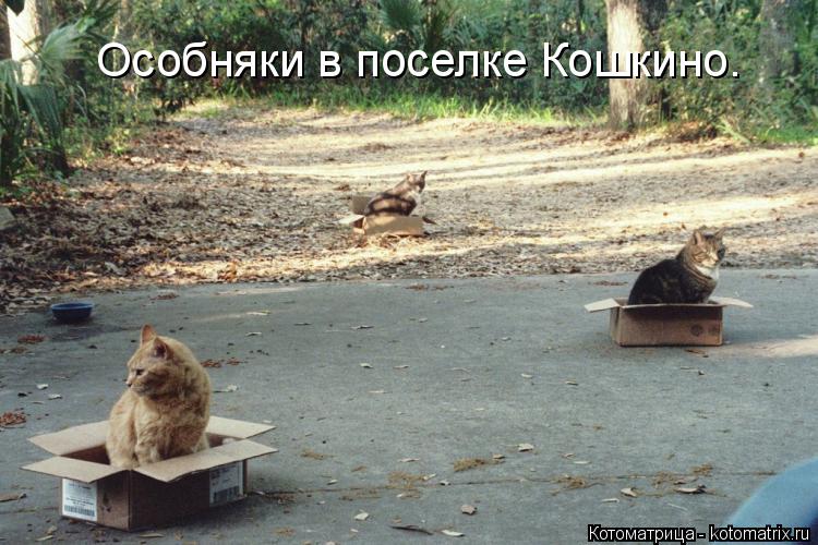 Котоматрица: Особняки в поселке Кошкино.