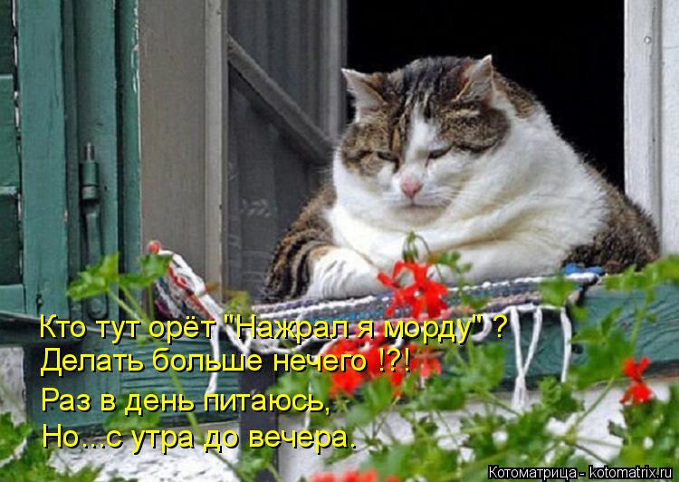 Котоматрица: Кто тут орёт "Нажрал я морду" ? Делать больше нечего !?! Раз в день питаюсь, Но...с утра до вечера.