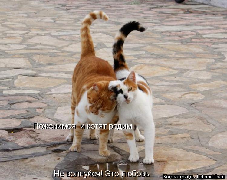 Котоматрица: Не волнуйся! Это любовь Поженимся  и котят родим