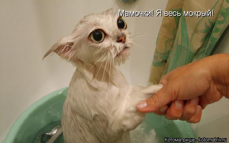 Котоматрица: Мамочки! Я весь мокрый!