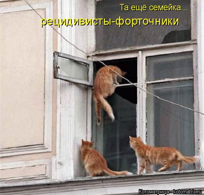 Котоматрица: Та ещё семейка... рецидивисты-форточники