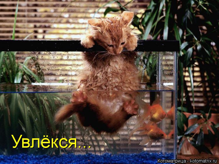 Увлёкся...... Котоматрица: Увлёкся...