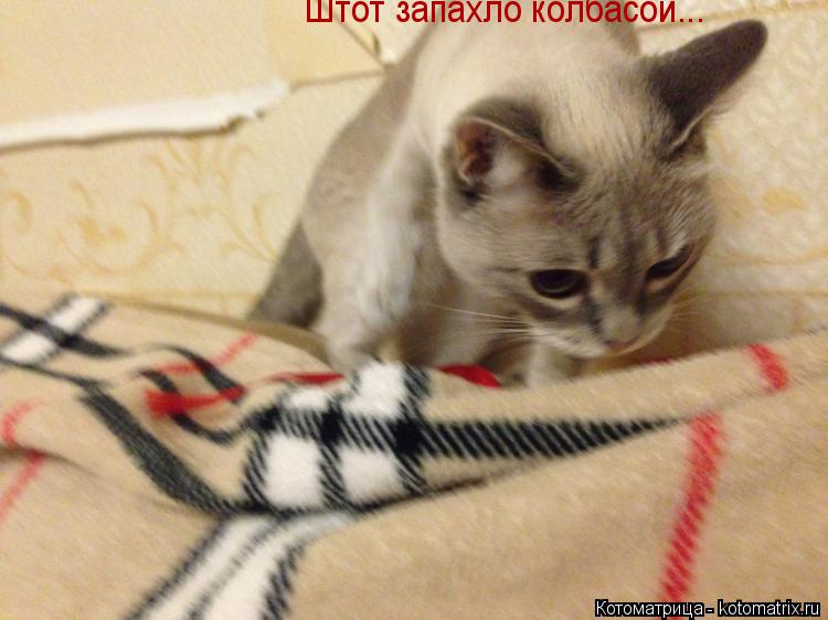 Штот запахло колбасой... Штот запахло колбасой...... Котоматрица: Штот запахло колбасой... Штот запахло колбасой...