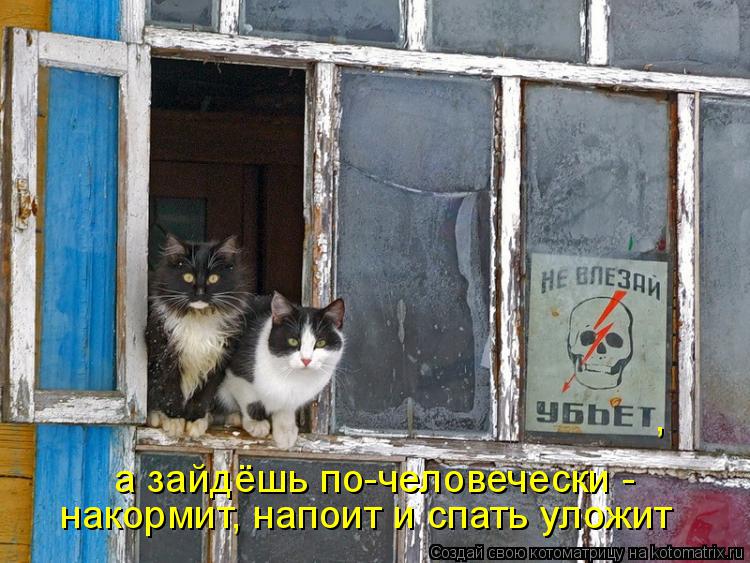 накормит, напоит и спать уложит а зайдёшь по-человечески - ,... Котоматрица: накормит, напоит и спать уложит а зайдёшь по-человечески - ,