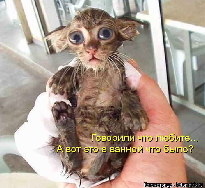 Говорили что любите... А вот это в ванной что было?... Котоматрица: Говорили что любите... А вот это в ванной что было?