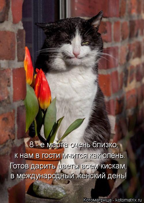 Котоматрица: 8 - е марта очень близко, к нам в гости мчится как олень. в международный женский день! Готов дарить цветы всем кискам,