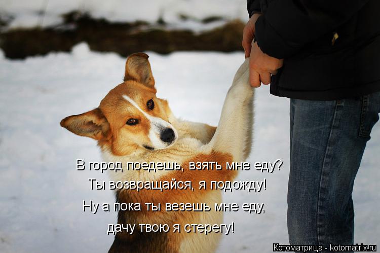 Ты возвращайся, я подожду! Ну а пока ты везешь мне еду, дачу твою я стерегу! В город поедешь, взять м... Котоматрица: Ты возвращайся, я подожду! Ну а пока ты везешь мне еду, дачу твою я стерегу! В город поедешь, взять мне еду?
