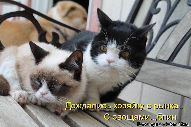 Котоматрица: Дождались хозяйку с рынка... С овощами..,блин