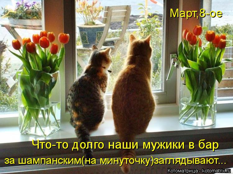 Котоматрица: Что-то долго наши мужики в бар Март,8-ое за шампанским(на минуточку)заглядывают...