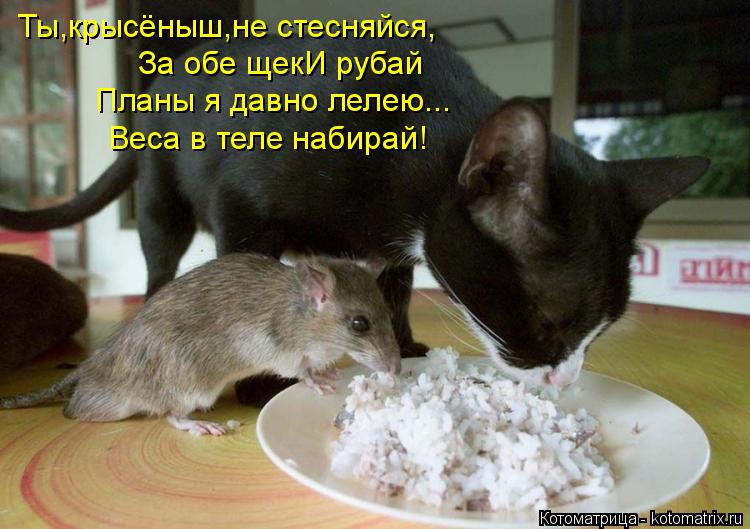 Ты,крысёныш,не стесняйся, За обе щекИ рубай Планы я давно лелею... Веса в теле набирай!... Котоматрица: Ты,крысёныш,не стесняйся, За обе щекИ рубай Планы я давно лелею... Веса в теле набирай!