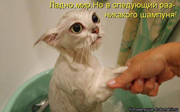 Ладно,мир.Но в следующий раз- никакого шампуня!... Котоматрица: Ладно,мир.Но в следующий раз- никакого шампуня!