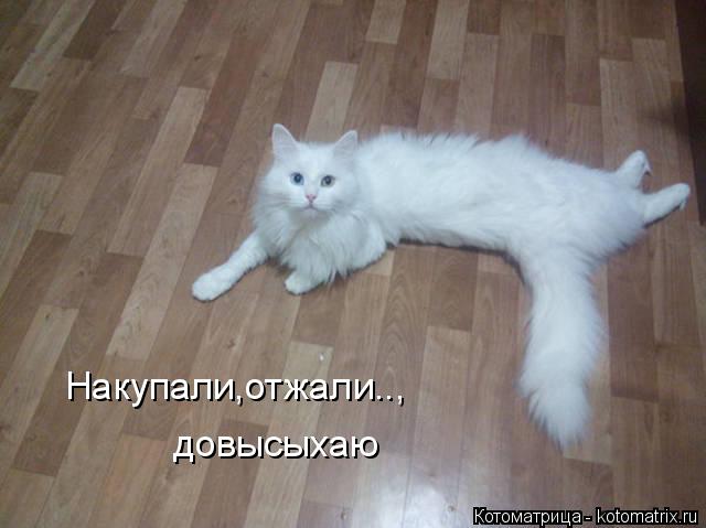 Котоматрица: Накупали,отжали.., довысыхаю