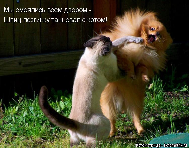 Мы смеялись всем двором - Шпиц лезгинку танцевал с котом!... Котоматрица: Мы смеялись всем двором - Шпиц лезгинку танцевал с котом!