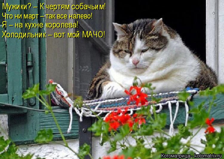 Котоматрица: Что ни март – так все налево! Мужики? – К чертям собачьим! Я – на кухне королева! Холодильник – вот мой МАЧО!