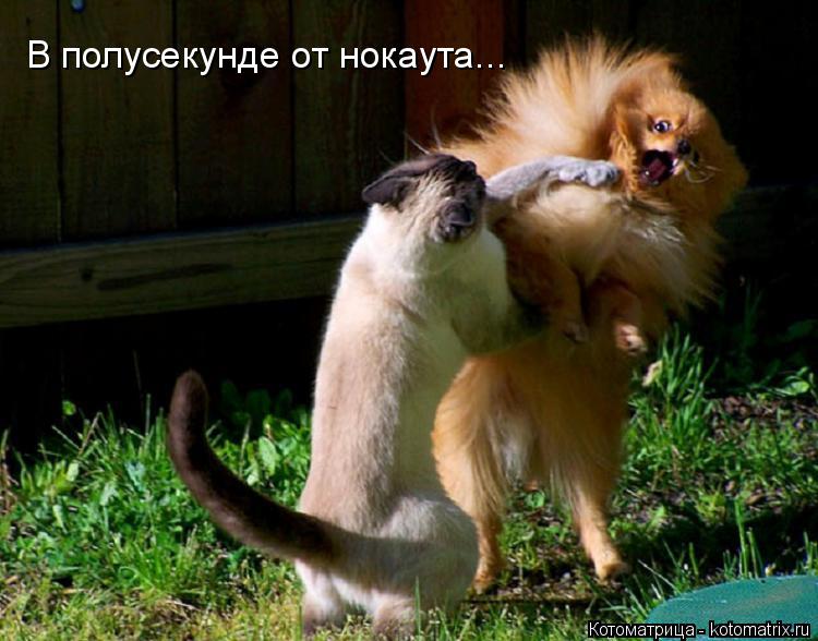 Котоматрица: В полусекунде от нокаута...