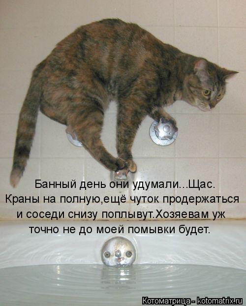 Банный день они удумали...Щас. и соседи снизу поплывут.Хозяевам уж Краны на полную,ещё чуток продержа... Котоматрица: Банный день они удумали...Щас. и соседи снизу поплывут.Хозяевам уж Краны на полную,ещё чуток продержаться точно не до моей помывки будет.