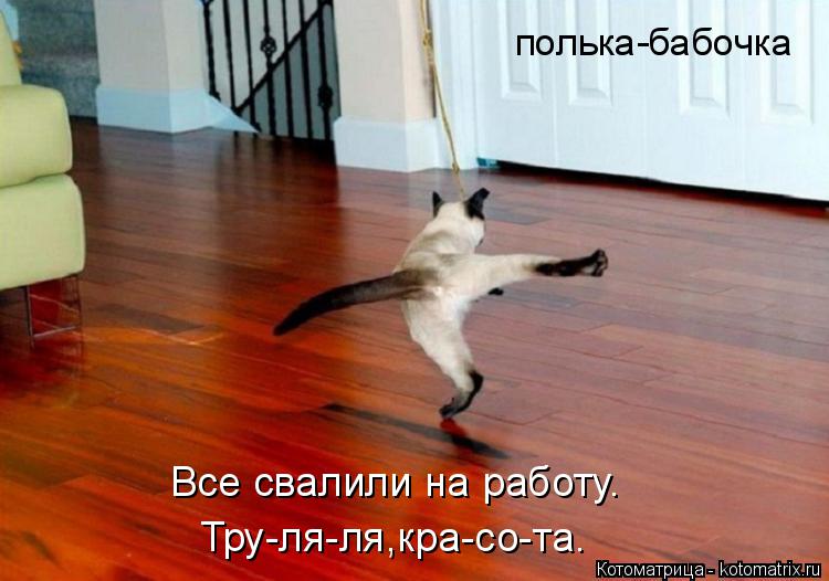 Котоматрица: Все свалили на работу. Тру-ля-ля,кра-со-та. полька-бабочка