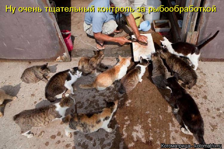 Котоматрица: Ну очень тщательный контроль за рыбообработкой