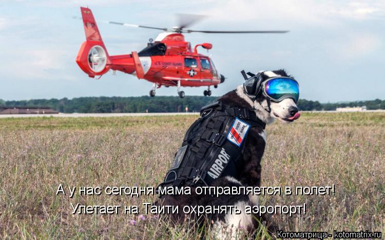 А у нас сегодня мама отправляется в полет! Улетает на Таити охранять аэропорт!... Котоматрица: А у нас сегодня мама отправляется в полет! Улетает на Таити охранять аэропорт!