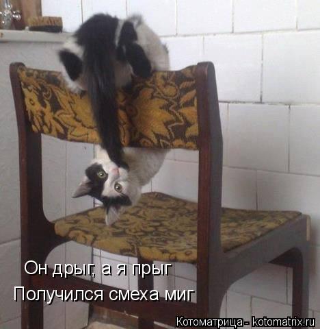Котоматрица: Он дрыг, а я прыг Получился смеха миг