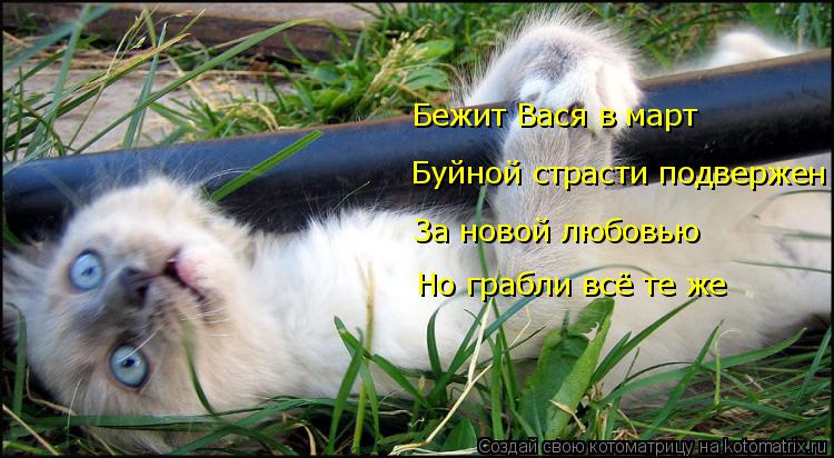 Котоматрица: Буйной страсти подвержен Бежит Вася в март За новой любовью Но грабли всё те же