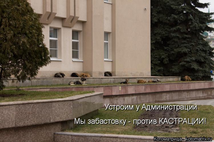 Устроим у Администрации Мы забастовку - против КАСТРАЦИИ!... Котоматрица: Устроим у Администрации Мы забастовку - против КАСТРАЦИИ!