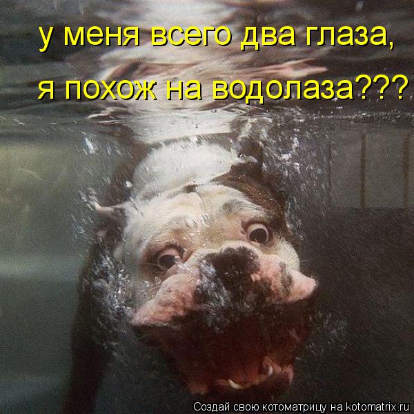 Котоматрица: у меня всего два глаза, я похож на водолаза???