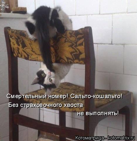 Котоматрица: Смертельный номер! Сальто-кошальто!  Без страховочного хвоста  не выполнять!