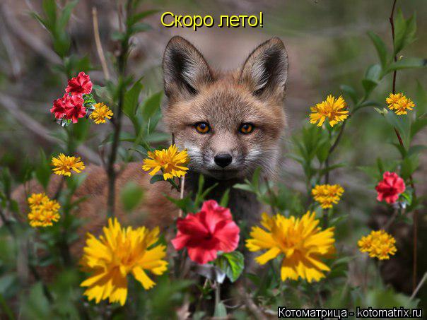 Скоро лето!... Котоматрица: Скоро лето!