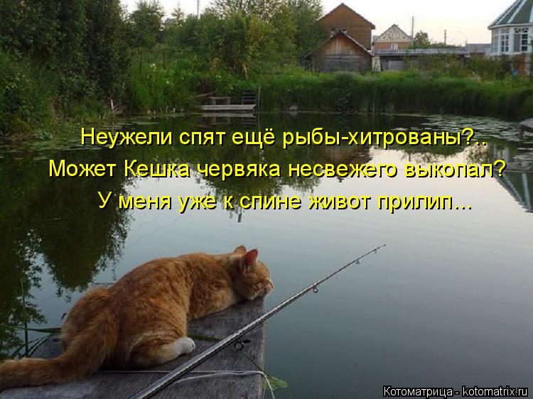 Может Кешка червяка несвежего выкопал? У меня уже к спине живот прилип... Неужели спят ещё рыбы-хитро... Котоматрица: Может Кешка червяка несвежего выкопал? У меня уже к спине живот прилип... Неужели спят ещё рыбы-хитрованы?..