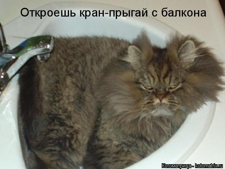 Котоматрица: Откроешь кран-прыгай с балкона