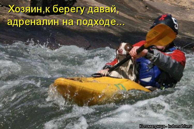 Котоматрица: Хозяин,к берегу давай, адреналин на подходе...
