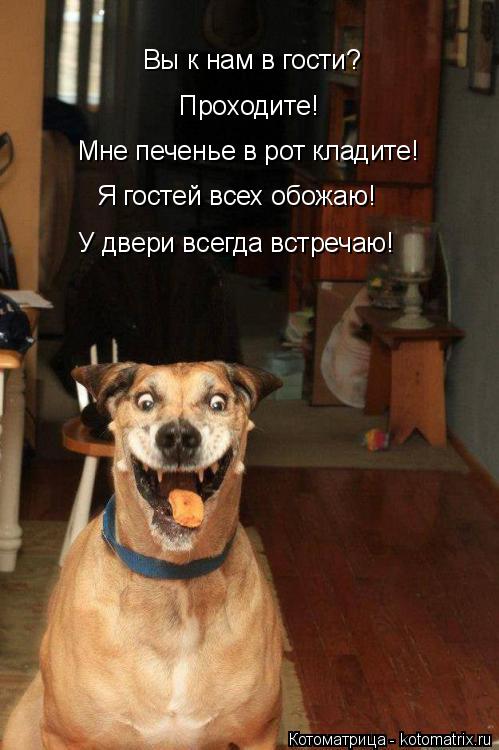 Вы к нам в гости? Проходите! Мне печенье в рот кладите! Я гостей всех обожаю! У двери всегда встречаю... Котоматрица: Вы к нам в гости? Проходите! Мне печенье в рот кладите! Я гостей всех обожаю! У двери всегда встречаю!