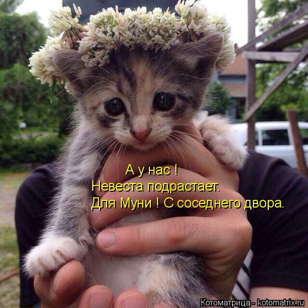 Котоматрица: А у нас ! Невеста подрастает. Для Муни ! С соседнего двора.
