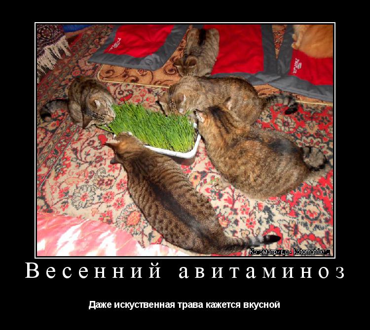 Котоматрица: Весенний авитаминоз Даже искуственная трава кажется вкусной